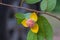Mitrephora keithii flower close up