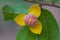 Mitrephora keithii flower close up