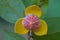 Mitrephora keithii flower close up