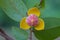 Mitrephora keithii flower close up