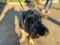 A Mittelschnauzer dog stands on the sidewalk in the sunset