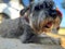 A Mittelschnauzer dog stands on the sidewalk in the sunset