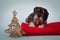 Mittelschnauzer lies on a red pillow in the studio on a gray background. The dog`s neck is adorned with purple tinsel