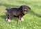 Mittelschnauzer puppy on green grass