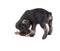 Mittelschnauzer puppy isolated on white background eats a bone