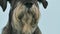 Mittelschnauzer in the studio on a bluish background. Close up of a bearded dog's face, nose, mouth, eyes. The pet licks