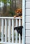 Mix breed dogs show concern while peering over porch railing