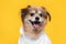 Mix breed happy dog smile and cheerful on yellow background ready to summer