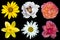 Mix collage of flowers: white peony, red and rose roses, yellow decorative sunflower, white daisy flower, day lilies isolated on