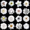 Mix collage of natural and surreal white flowers 16 in 1