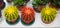 Mix of colored cacti of the Gruzoni species lat. Echinocactus grusonii of yellow red color in pots on the windowsill