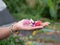 Mix of colorful edible flowers