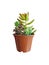 Mix of Colorful Flowering Succulent House Plant Arrangement in brown plastic pot, White Background. Sedum stahlii, Sedum