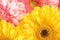 Mix colour of daisies or gerberas, flower background photography