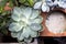 The Mix of Flowering Echeveria, Sedum Succulent House Plants Arrangement pot Background