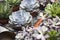 The Mix of Flowering Echeveria, Sedum Succulent House Plants Arrangement pot Background