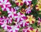 Mix of flowers of striped petunias. Natural background. Toned foto.