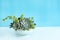 Mix of green echeveria, sedum,crassula succulent plant arrangement in blue ceramic po