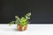 Mix of green echeveria, sedum,crassula succulent plant arrangement in pumpkin ceramic pot
