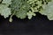 Mix of Green Echeveria Succulent Plant Top Border Frame Black Board Background
