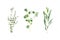 Mix of herbs green branches, leaves eucalyptus and plants collection on white background. flat lay, top view