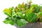 Mix organic salad leaves