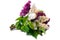 Mix of purple and white common lilac (syringa) bouquet isolated