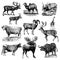 Mix of ruminant animal illustrations