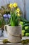 Mix of spring flowers and simple easter decorations. Scilla siberica, Galanthus nivalis and crocuses