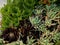 Mix succulent plants at garden