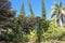 Mix of trees in Isle of Pines, New Caledonia, South Pacific