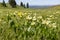 A Mix Of Yellow and Hybrid Mules Ears Coloring the Hillsides of Southwestern Idaho and Southeastern Oregon