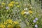 Mixborder with boreal chickweed Cerastium biebersteinii, cypress spurge Euphorbia cyparissias and dwarf periwinkle