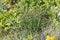 Mixborder with Chives plant Allium schoenoprasum and other garden plants