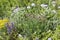 Mixborder with Chives plant Allium schoenoprasum and other garden plants