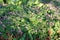 Mixborder with flowering Geranium cantabrigiense plants and green fern