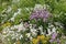 Mixborder with purple flowers of Chives plant Allium schoenoprasum and white flowers of boreal chickweed
