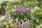 Mixborder with purple flowers of Chives plant Allium schoenoprasum and white flowers of boreal chickweed