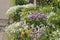 Mixborder with purple flowers of Chives plant Allium schoenoprasum and white flowers of boreal chickweed