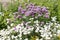 Mixborder with purple flowers of Chives plant Allium schoenoprasum and white flowers of boreal chickweed