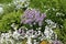 Mixborder with purple flowers of Chives plant Allium schoenoprasum and white flowers of boreal chickweed