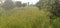 Mixed Agriculture field green cropping for grain and fruit on bank of roads  in navkarhi madhubani bihar India