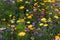 Mixed annuals, half tall meadow