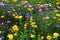 Mixed annuals, half tall meadow