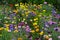 Mixed annuals, half tall meadow