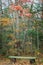 Mixed autumn forest deciduous, coniferous, bench