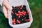 Mixed blackberries and raspberries collect in forest