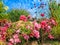 Mixed Border with Dwarf Roses