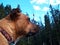 Mixed boxer ridgeback bully breed dog in the forest on the mountain at the lake