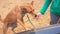 Mixed bread dog getting a treat from woman dog trainer